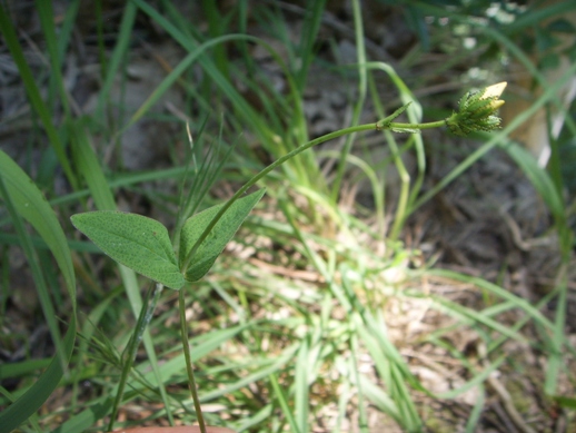 Hypericum ?